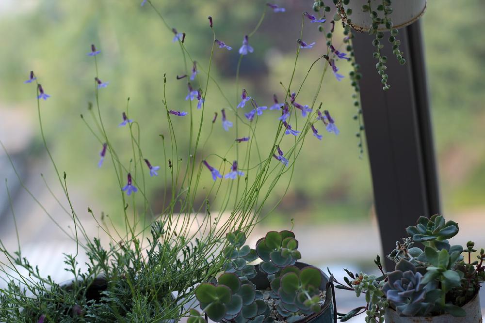 ロベリア プリンセスブルーの投稿画像 By はじめさん ナチュラルスタイルとベランダガーデン 16月8月21日 Greensnap グリーンスナップ