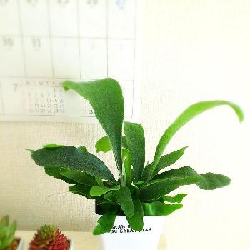 蝙蝠蘭の投稿画像一覧 Greensnap グリーンスナップ