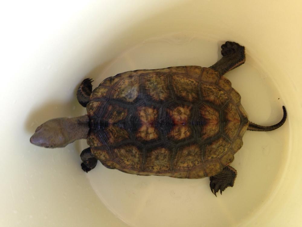 日本石亀 の投稿画像 By ハチクロさん 水槽の水換えと今日の一枚 16月8月21日 Greensnap グリーンスナップ