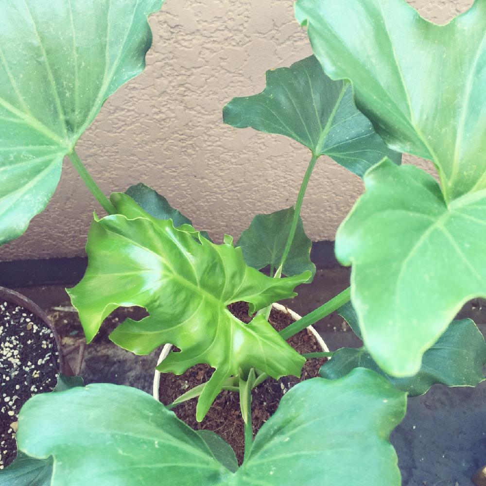 セロームの投稿画像 By なむたさん 観葉植物とベランダガーデニング 16月8月23日 Greensnap グリーンスナップ