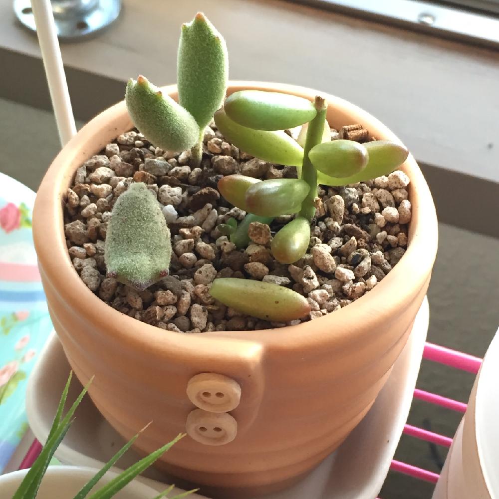 アイテムをオンラインでご 熊童子 5本 十字星 6本 虹の玉 3本 カット 26d 限定特別価格 Pn Batam Go Id