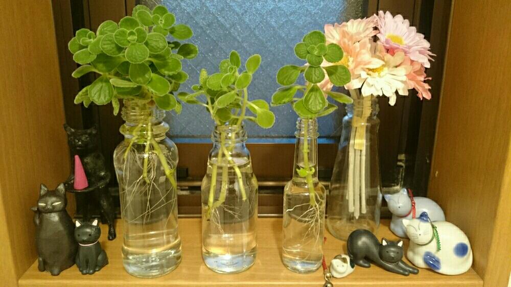 アロマティカスの投稿画像 By 御香宮夕顔さん 水栽培と植物のある暮らしといい香り と可愛い 艸 とハーブのある暮らし 16月8月26日 Greensnap グリーンスナップ