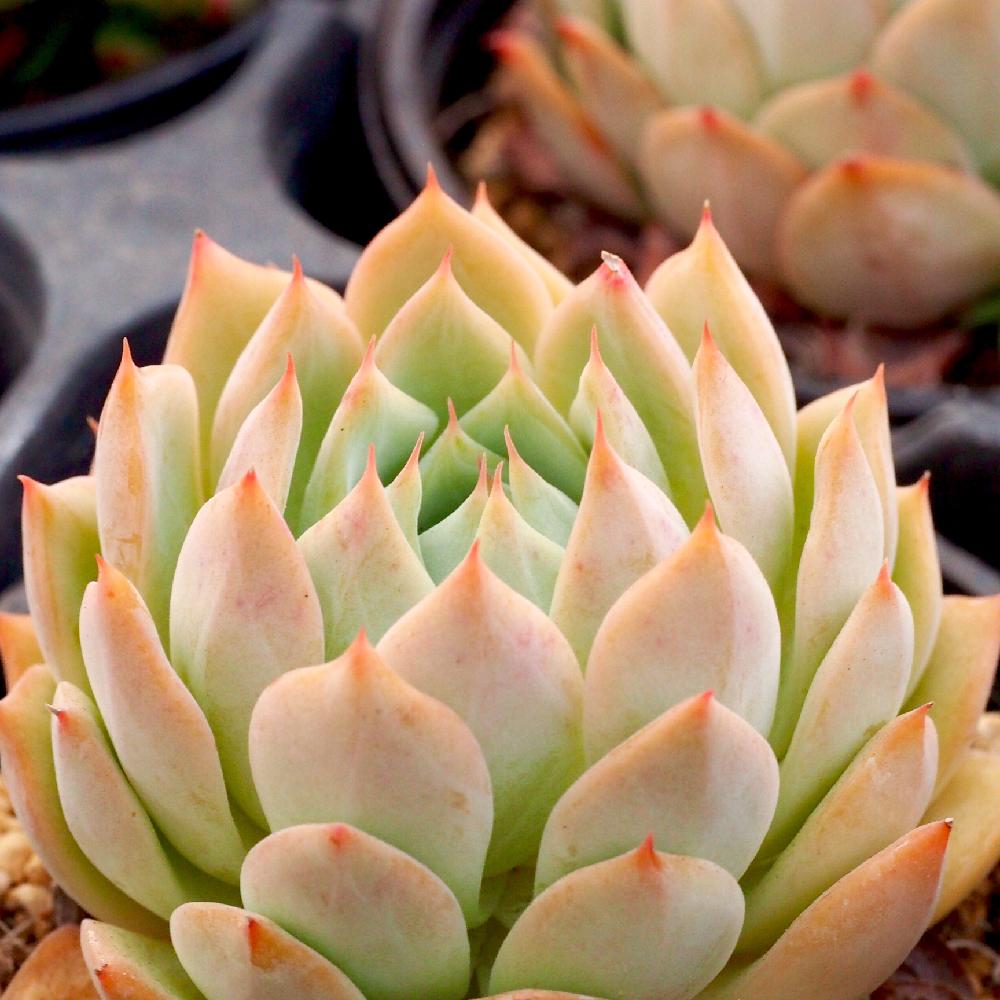 多肉植物 ティッピー Whirledpies Com