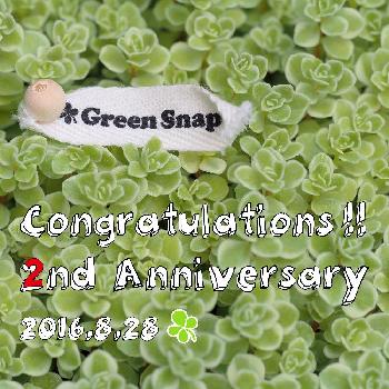 GreenSnap二周年の画像 by chippiさん | 小さな庭とセダムと葉っぱの日とGreen Snap 2周年おめでとうとGreenSnap二周年