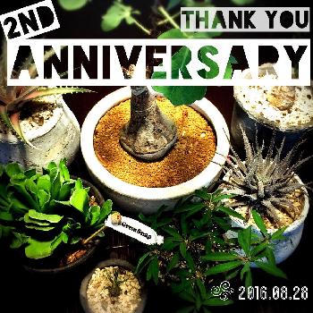 GreenSnap二周年の画像 by 鈴木 潤一さん | 部屋とGreenSnap二周年と今日の一枚と多肉植物と珍奇植物