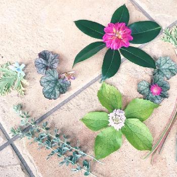 GreenSnap二周年の画像 by nao＊さん | 小さな庭と葉っぱの日とGreenSnap二周年