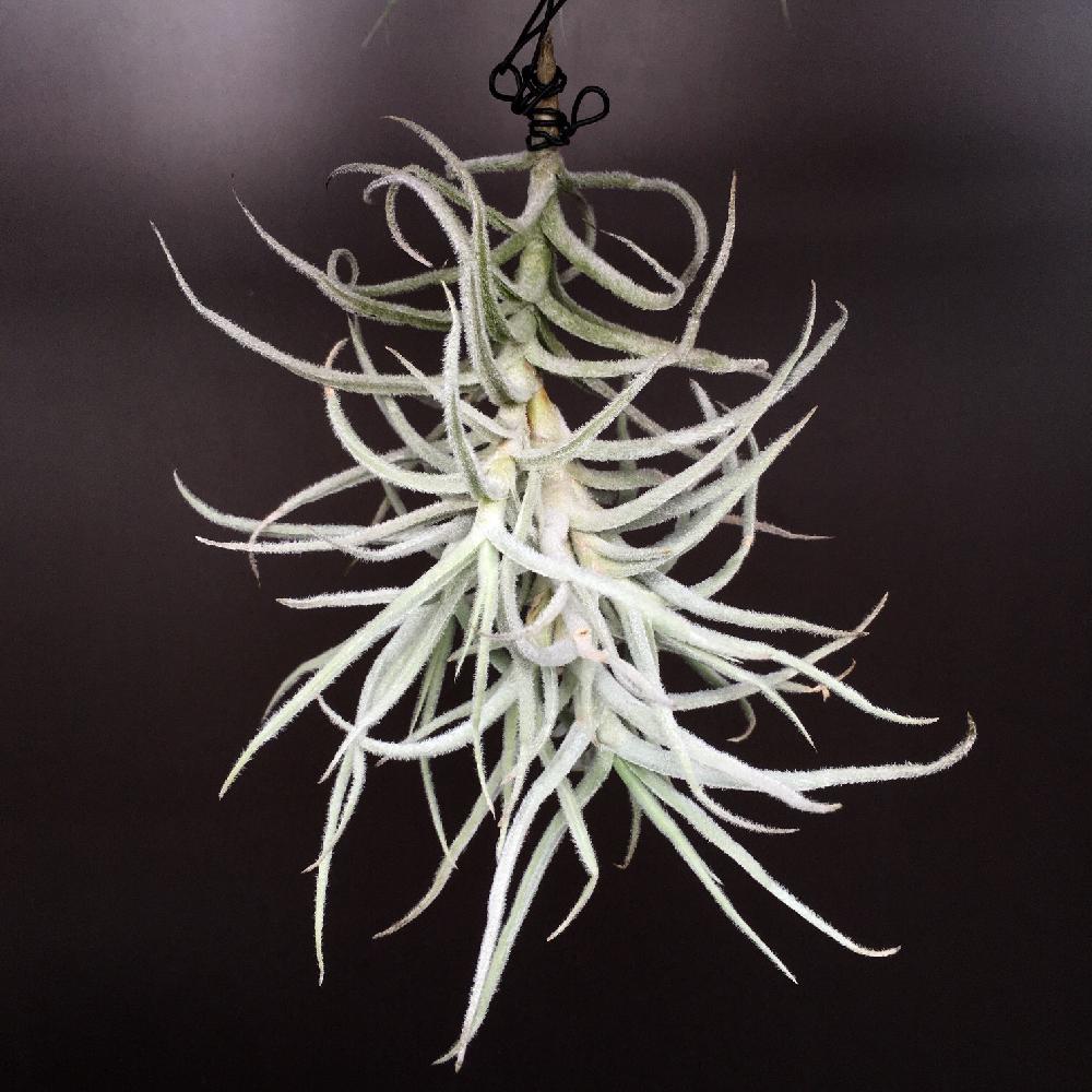 チランジア パレアセアの投稿画像 By ミモ3さん 着生植物とエアプランツ チランジアとベランダと今日の一枚とチランジア属と相談 16月8月29日 Greensnap グリーンスナップ