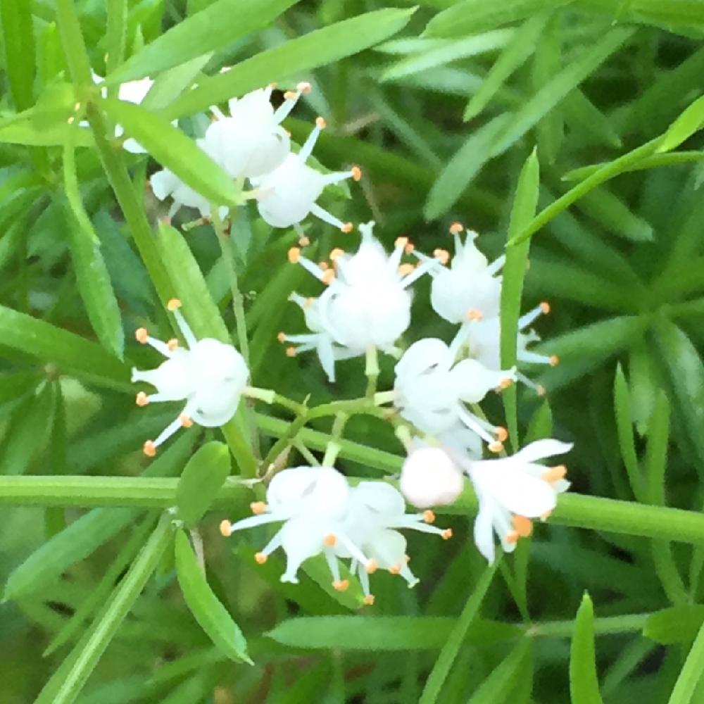 アスパラガス スプレンゲリーの投稿画像 By Kazu0905さん 白くて小さいお花と可愛お花と鉢植えとアスパラガスのお花とガーデニング 16月8月29日 Greensnap グリーンスナップ