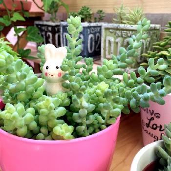 ウサギのかくれんぼの投稿画像一覧 Greensnap グリーンスナップ