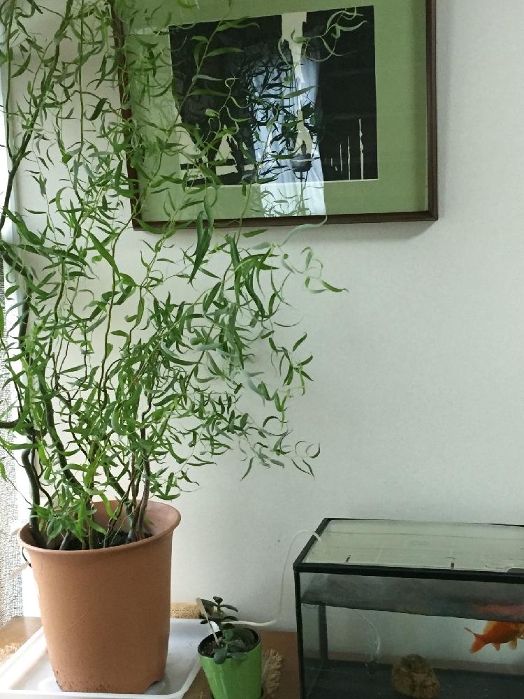 ウンリュウヤナギの投稿画像 By つっちーさん 階段 廊下と元気が出る鉢植えと根出しと今日の一枚と元気が出る鉢植えと根出しと今日の一枚 16月8月30日 Greensnap グリーンスナップ Greensnap グリーンスナップ