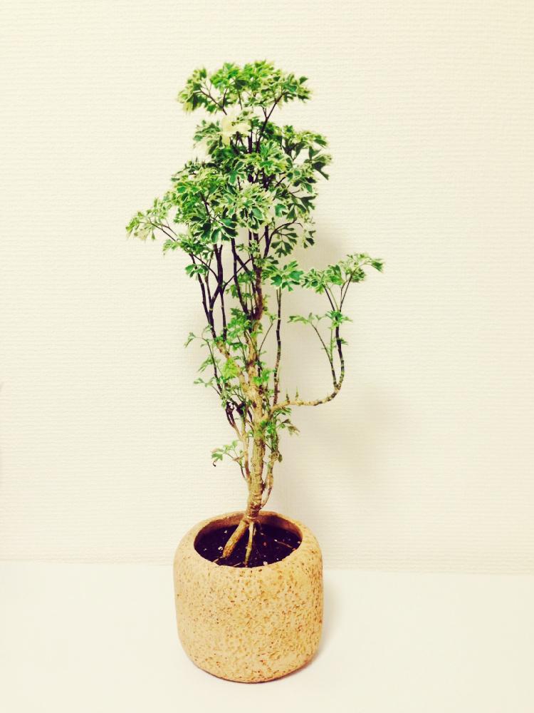 バルコニー ベランダの投稿画像 By Asanoさん ポリシャス スノープリンセス 16月8月30日 Greensnap グリーンスナップ Greensnap グリーンスナップ