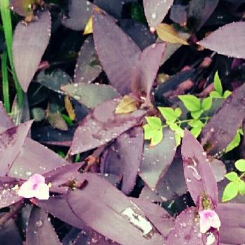 花と雨の画像 by あやこさん | お出かけ先と紫御殿と花と雨