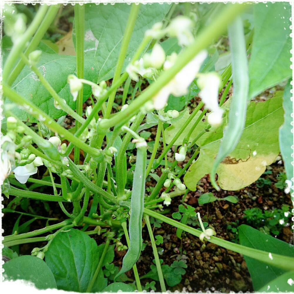 つる なし インゲン 育て 方 つるなしスナップエンドウの育て方 プランター栽培 支柱立てが簡単 つるありとの違いは