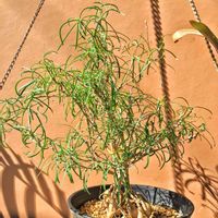 ユーフォルビア ヘディオトイデス,多肉植物,コーデックス,暴れ多肉,今日の一枚の画像