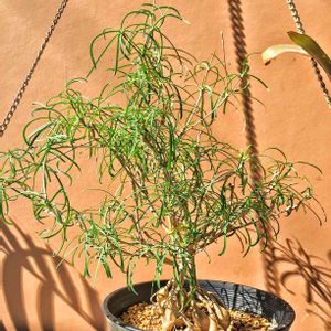 ユーフォルビア ヘディオトイデス,多肉植物,コーデックス,暴れ多肉,今日の一枚の画像