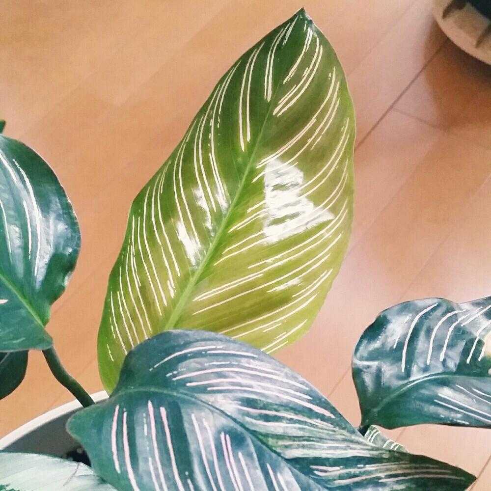 カラテア サンデリアーナの投稿画像 By Wrimaさん 観葉植物とカラテア属と葉が開いた 16月9月2日 Greensnap グリーンスナップ