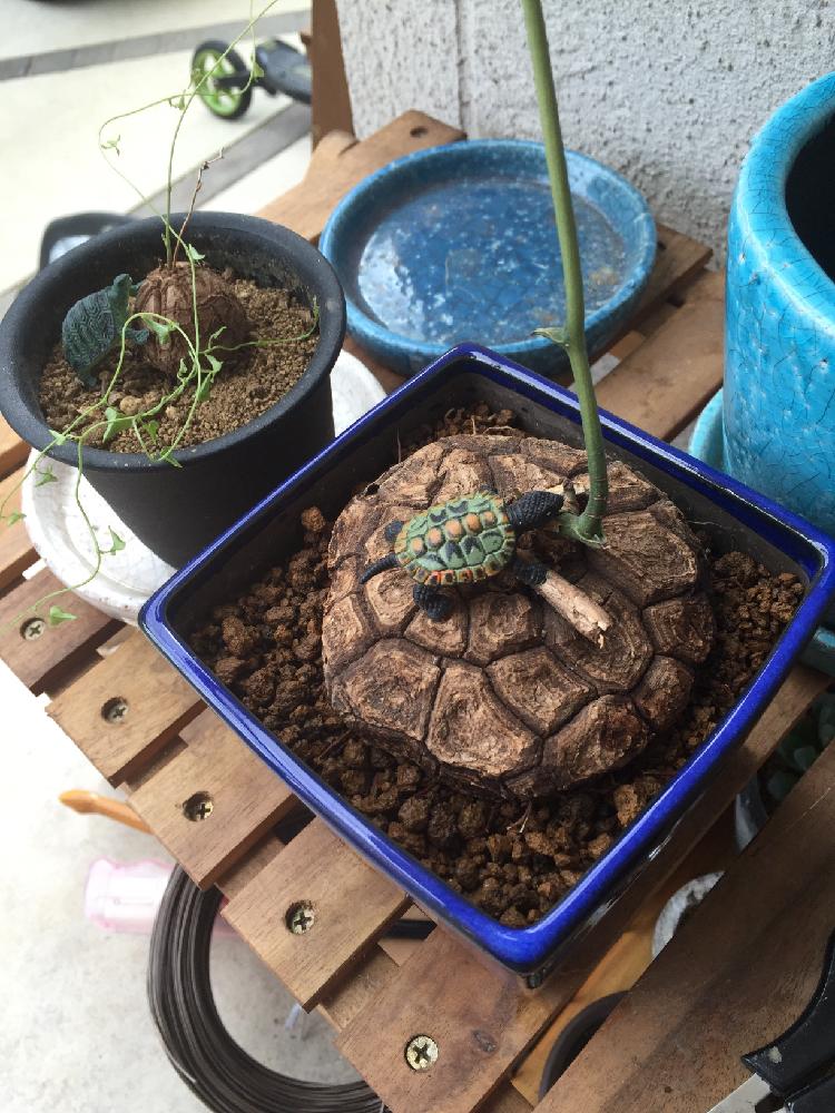 メキシコ亀甲龍の投稿画像 By はんぺんさん アフリカ亀甲竜と多肉植物と観葉植物と放置栽培とわが家の多肉スペースと珍奇植物と俺の多肉植物 16月9月3日 Greensnap グリーンスナップ
