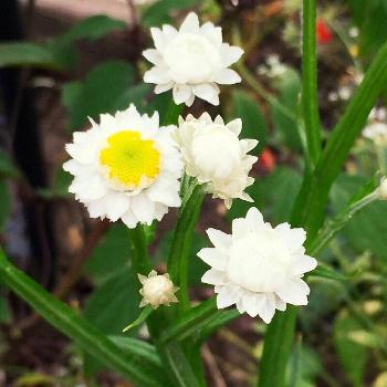 アンモビウムの投稿画像一覧 Greensnap グリーンスナップ