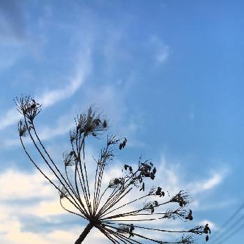 空と植物の画像 by マーガレットさん | お出かけ先と空と植物