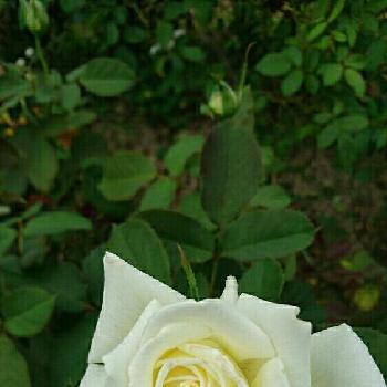 ヨハネパウロ二世の画像 by Treeさん | 小さな庭とヨハネパウロ二世とバラを楽しむと庭植えと薔薇♪