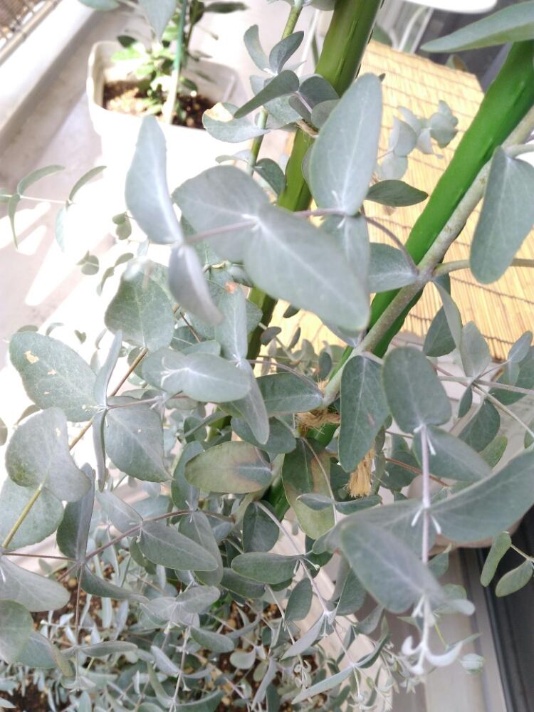 ユーカリグニーの投稿画像 By Neruさん バルコニー ベランダと成長記録と葉焼けと成長記録と葉焼け 16月9月6日 Greensnap グリーンスナップ Greensnap グリーンスナップ