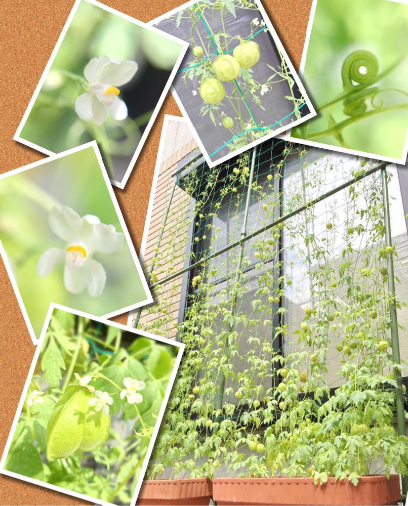 フウセンカズラの投稿画像 By Oguoguさん セリアマクロレンズと放任栽培とマクロ撮影と今日の一枚とグリーンカーテンとナチュラルスタイルとガーデニング 16月9月6日 Greensnap グリーンスナップ