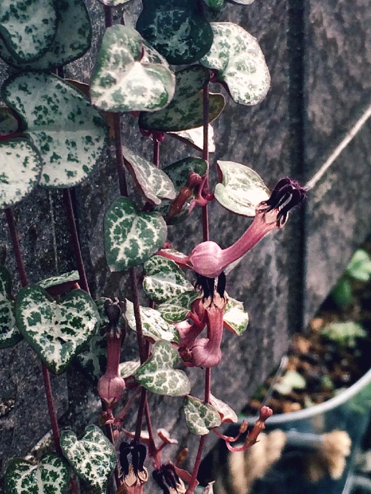 ハートカズラの育て方｜植え付けや植え替え時期は？増やし方は