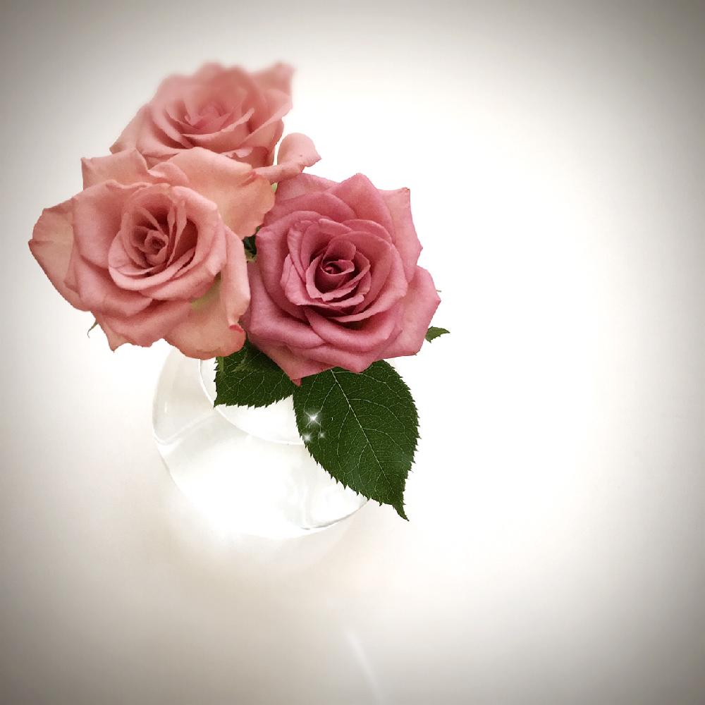 バラ ハロウィン の投稿画像 By 椚さん 今日のお花とバラを楽しむと今日の一枚 16月9月8日 Greensnap グリーンスナップ