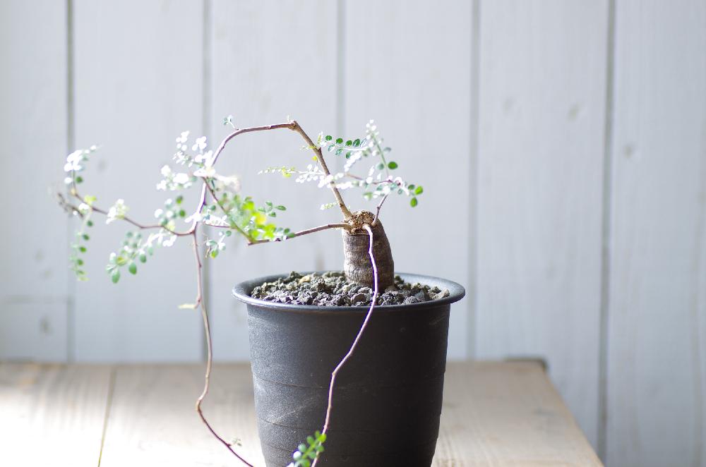 多肉植物の投稿画像 By Inoka Krehaさん 男前プランツとオペルクリカリアと観葉植物と根ざしとコーデックスと植中毒とパキプスとinokaと塊根植物と珍奇植物とkrehaと植木鉢 16月9月9日 Greensnap グリーンスナップ