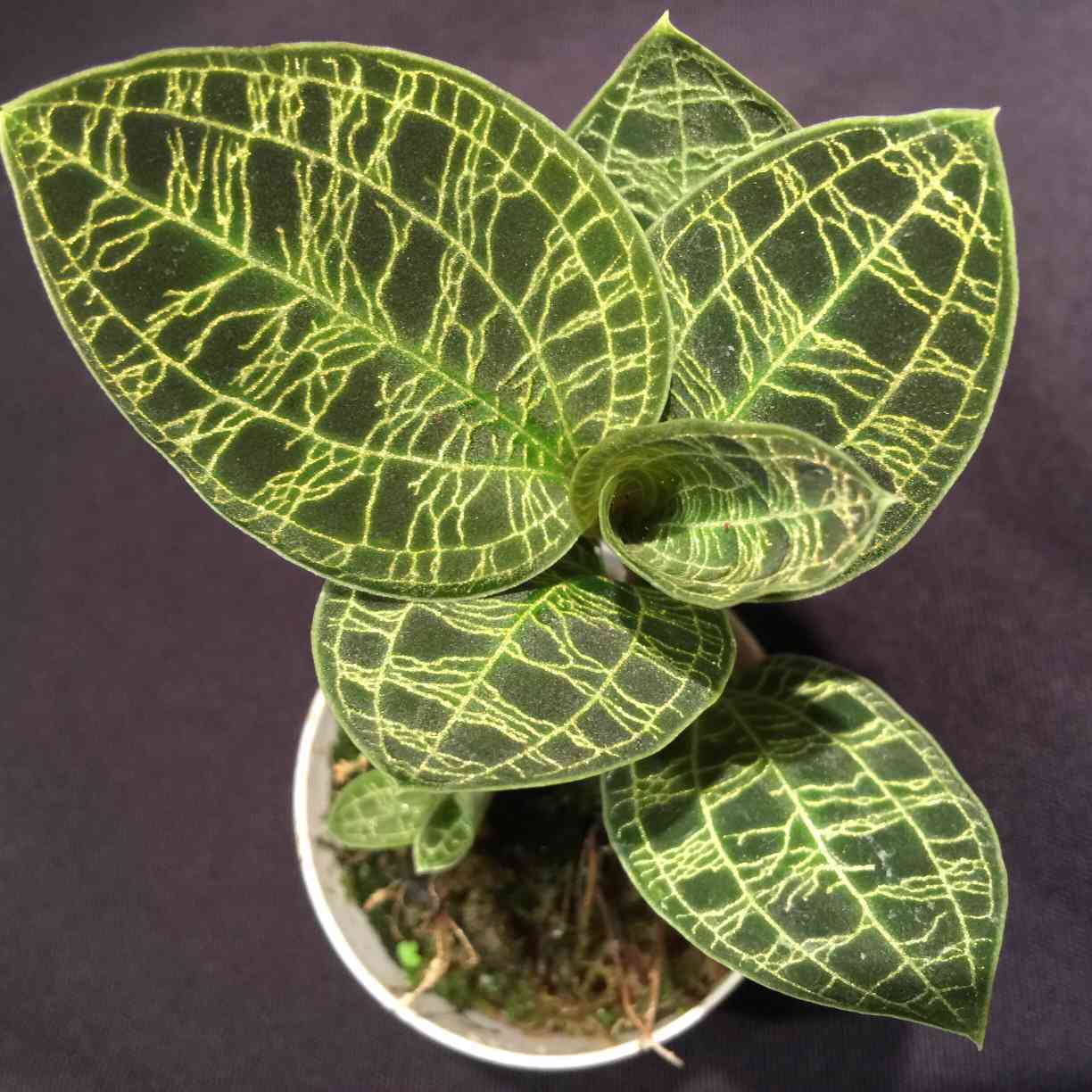 マコデスペトラ復活の道｜🍀GreenSnap（グリーンスナップ）