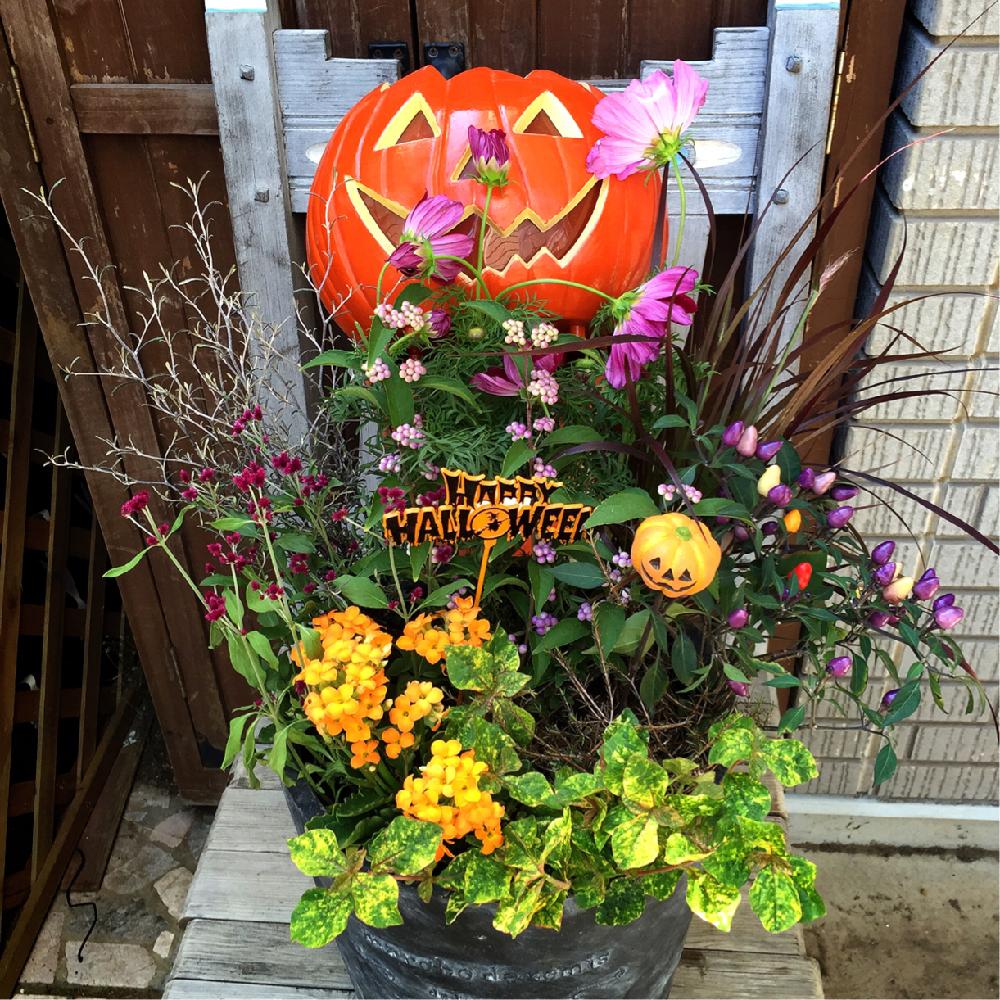 Halloweenの投稿画像 By Kissofroseさん 秋っぽくと寄せ植えとflowergatheringとパンプキンとハロウィンとガーデニングショップとお仕事 16月9月9日 Greensnap グリーンスナップ