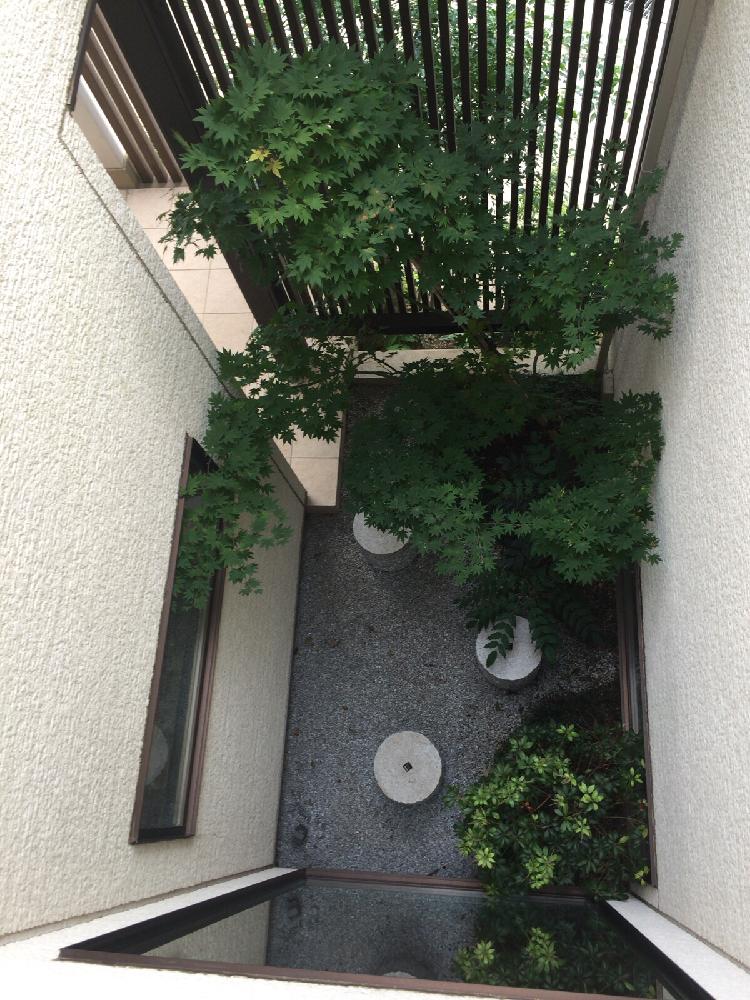 ヤマモミジの投稿画像 By のぎさん 和の坪庭と和モダン建築と和風ティスト 16月9月10日 Greensnap グリーンスナップ