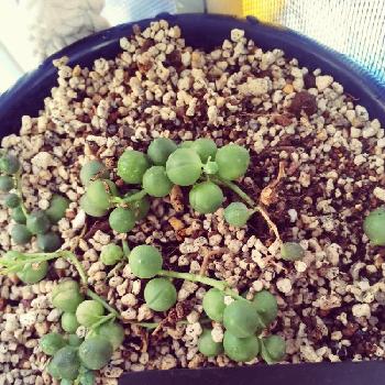 しわしわグリネの投稿画像一覧 Greensnap グリーンスナップ