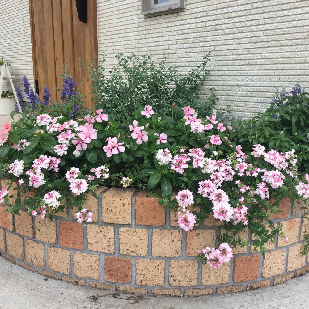 バーベナの投稿画像 By 美月さん ニチニチソウとピンクの花と寄せ植えと花壇とガーデニングと咲いた 16月9月12日 Greensnap グリーンスナップ