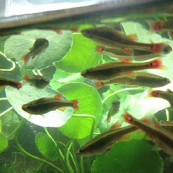 アカヒレの投稿画像一覧 Greensnap グリーンスナップ