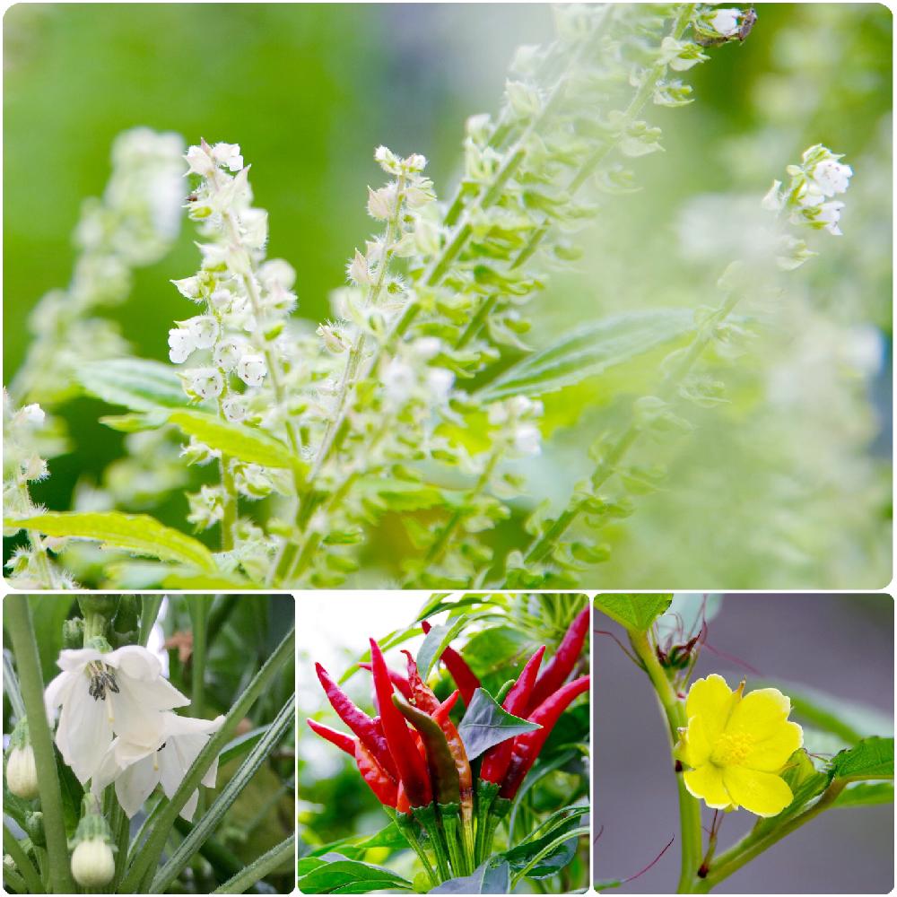 シソの投稿画像 By クリ さん お出かけ先と黄色い花と実がなると実家の畑と白い花と秋の花とモロヘイヤとタカノツメと黄色い花と実がなると実家の畑と白い花と秋の花 16月9月14日 Greensnap グリーンスナップ Greensnap グリーンスナップ