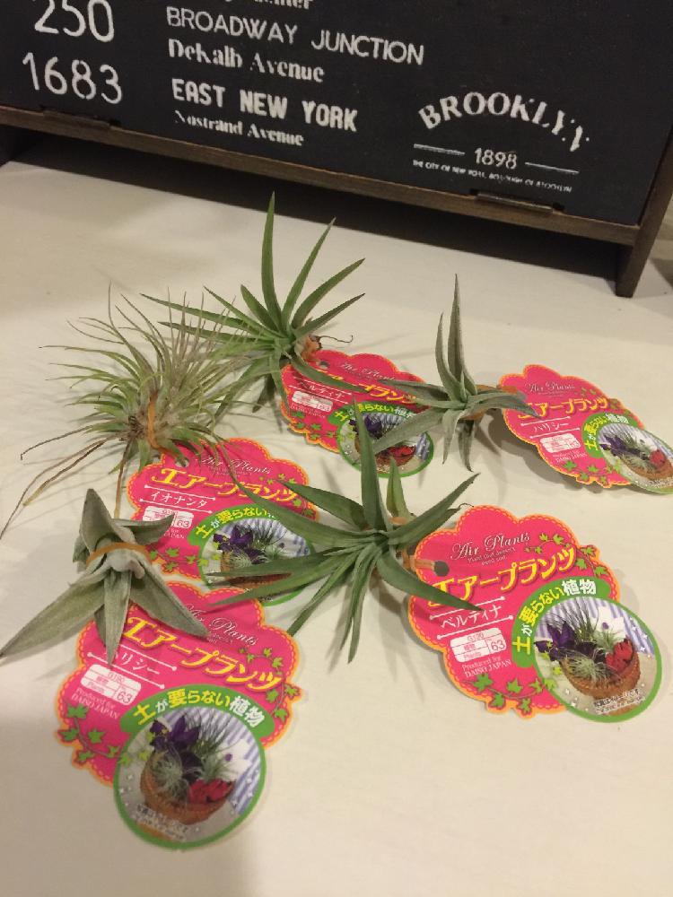 チランジア イオナンタの投稿画像 By Miniさん チランジア ハリシーとチランジア ハリシーとチランジア ベルティナとチランジア ベルティナとチランジアとエアプランツ チランジアと植中毒と今日の一枚とチランジア属と自己流と成長記録とエアプランツと