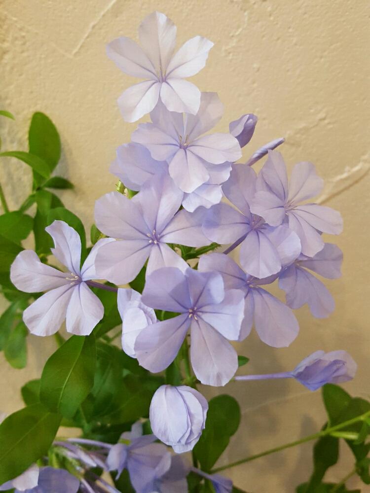 ルリマツリの投稿画像 By Flowerさん 部屋と花瓶と今日のお花と可愛いと小花と切り花と爽やかな色と花瓶と今日のお花と可愛いと小花と切り花と爽やかな色 16月9月16日 Greensnap グリーンスナップ Greensnap グリーンスナップ