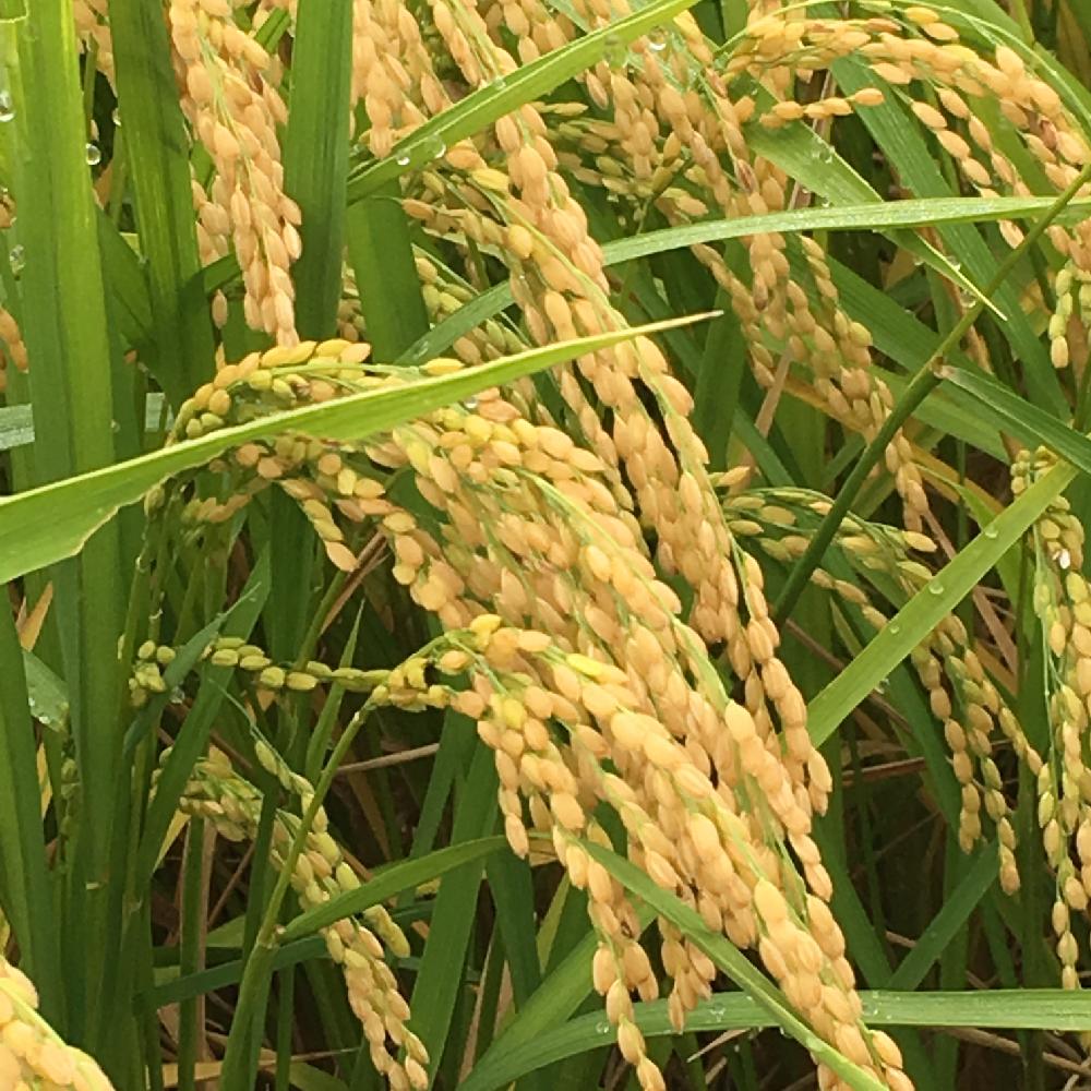 稲 の 生長