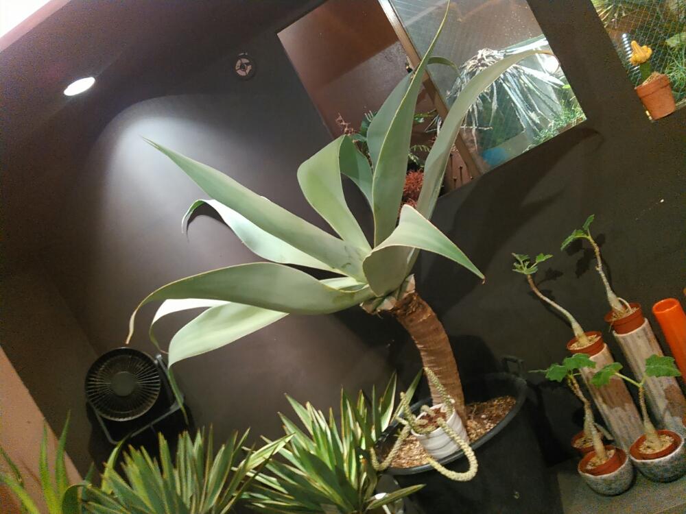 アガベ アテナータ ボーチンブルーの投稿画像 By 始終植物屋 クマ さん 珍奇植物と アガベ コンテスト 16月9月18日 Greensnap グリーンスナップ