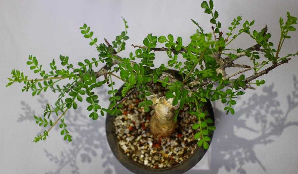 コミフォラ 未発根からの経過｜🍀GreenSnap（グリーンスナップ）