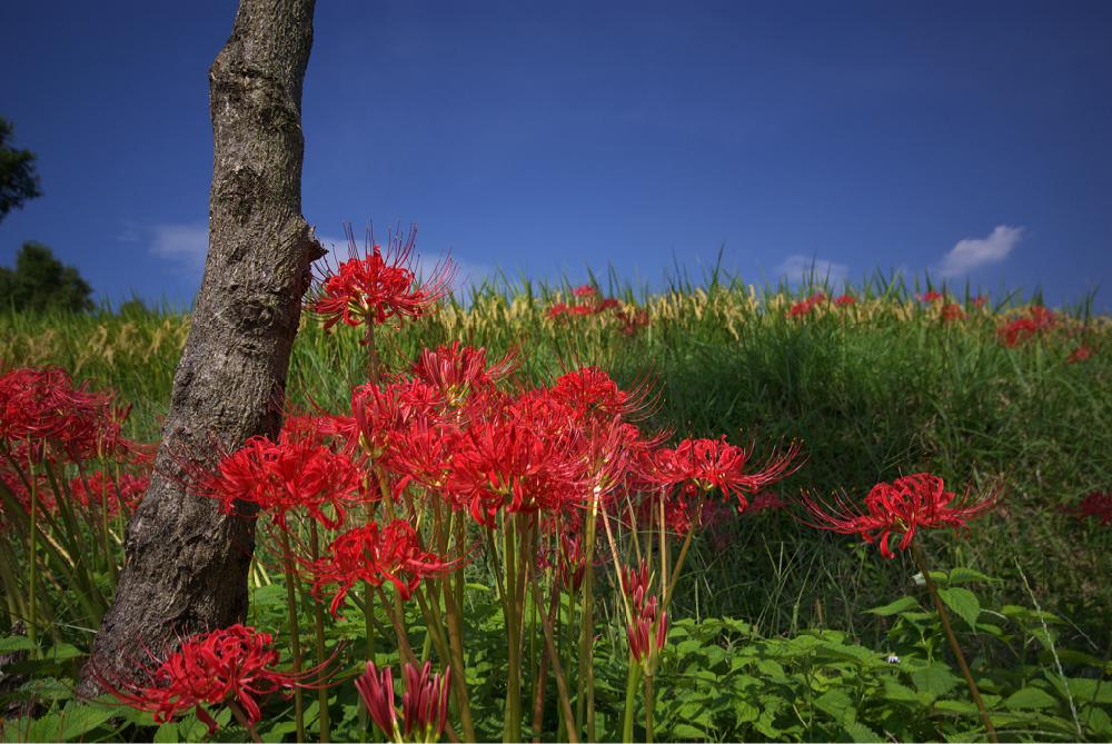 ヒガンバナの投稿画像 By El Flowersさん お出かけ先と明日香村と今日の一枚と秋の風景と奈良と明日香村と今日の一枚と秋の風景と奈良 16月9月19日 Greensnap グリーンスナップ Greensnap グリーンスナップ