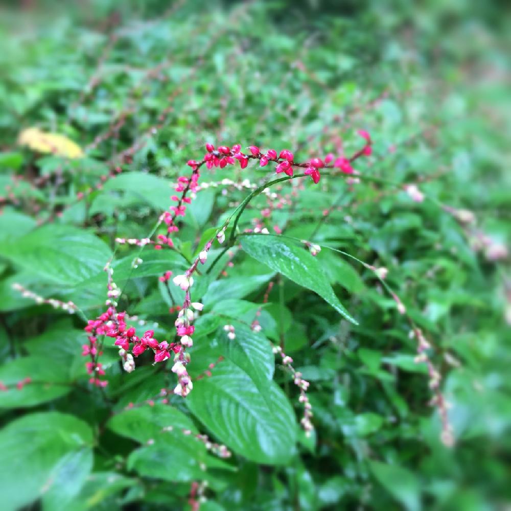 ミズヒキの投稿画像 By Beeさん 和風ティストと山野草と秋色と赤い花と白い花と咲いた 16月9月19日 Greensnap グリーンスナップ