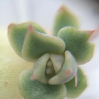 ローラの葉挿し の投稿画像一覧 Greensnap グリーンスナップ