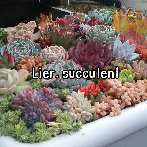 Lier.succulent株式会社