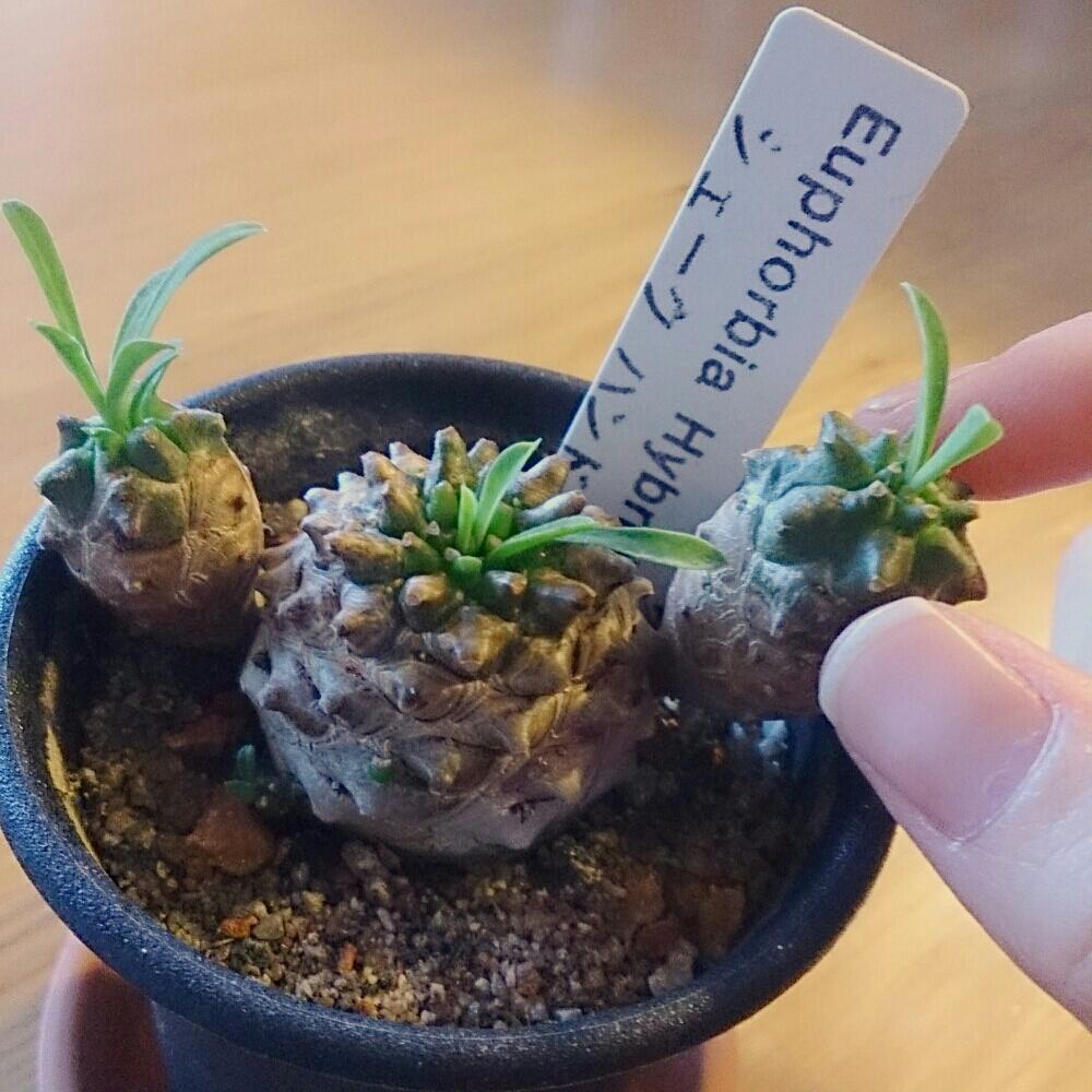 ユーフォルビア 峨眉山の投稿画像 By もっちさん ユーフォルビアと植中毒と多肉植物 16月9月日 Greensnap グリーンスナップ