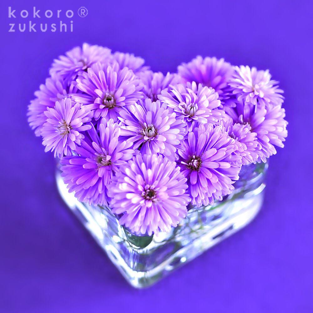 アスターの投稿画像 By Kokorozukushiさん ハートアレンジと今日の一枚と今日のお花と花のある暮らしと贈りものと紫の花と花束 16月9月21日 Greensnap グリーンスナップ