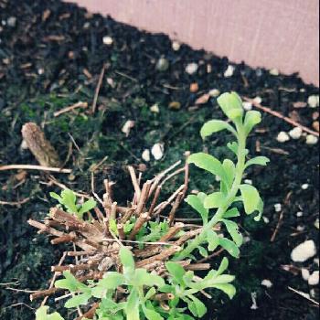 花かんざし夏越しの投稿画像一覧 Greensnap グリーンスナップ