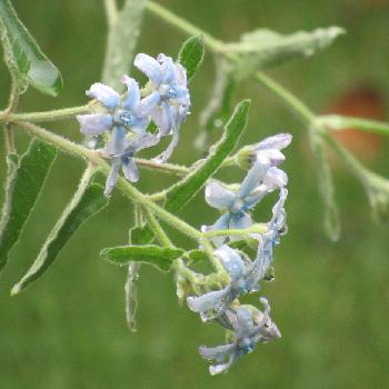 庭の花 切花向きの投稿画像一覧 Greensnap グリーンスナップ