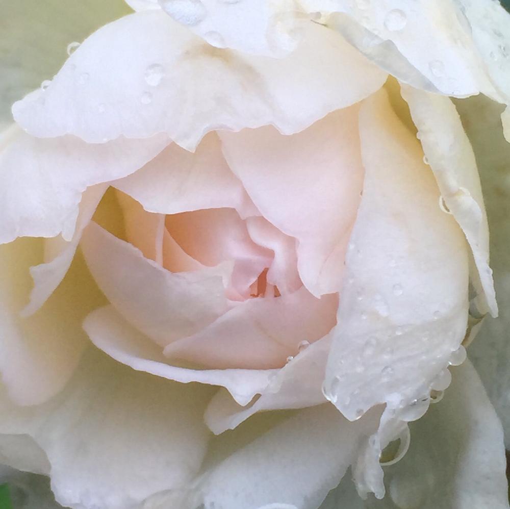 バラの投稿画像 By Nao さん バラ ボレロと地植え組と庭の花 切花向きと香りのいいお花とお庭の花たちとバラを楽しむ 16月9月23日 Greensnap グリーンスナップ